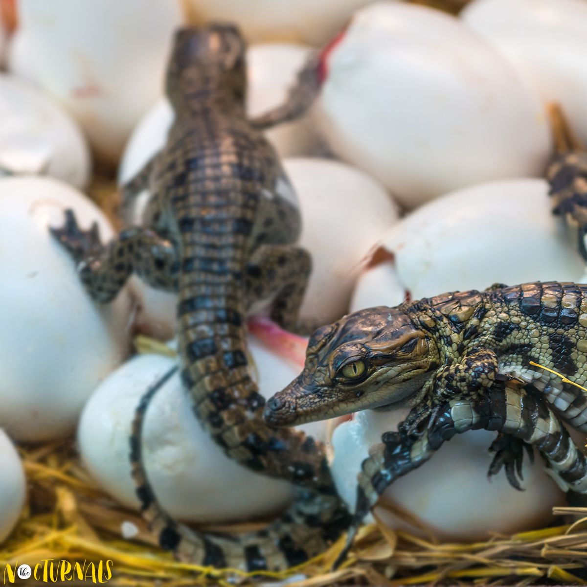 Two baby crocodiles are walking on top of a nest filled with crocodile eggs. 