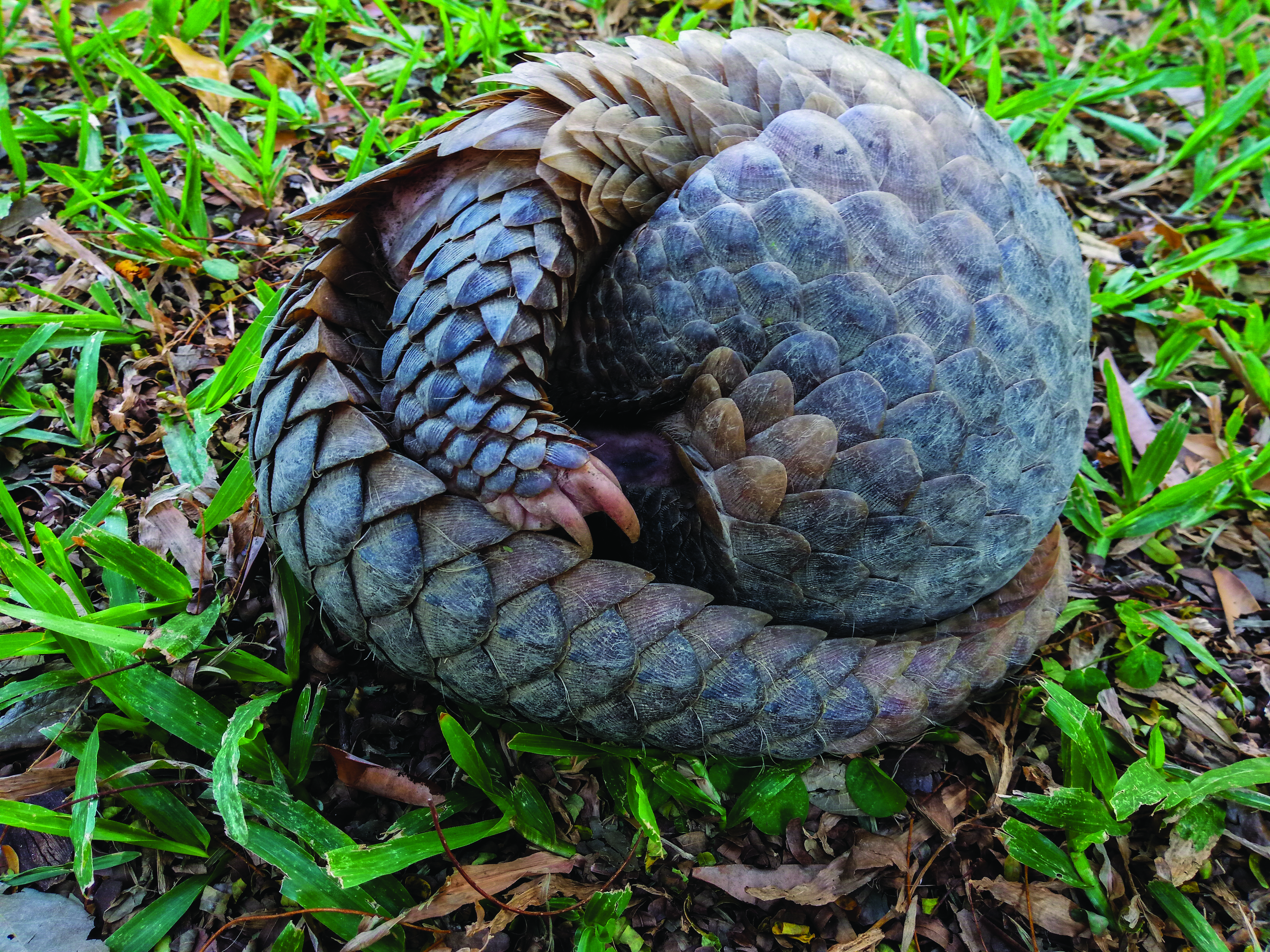 A picture of a pangolin rolled into a ball, showing only their protective scales as a defense mechanism.